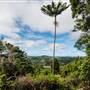 Ardeena - Jungle / Rainforest Private Property