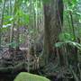 Terania Creek - Waterfalls & Rainforest