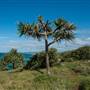 Fingal Head Lighthouse & Coastal Reserve