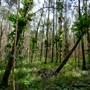 Island Quarry - Eucalypt Forest