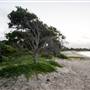 Hickey Island - Yamba