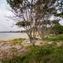 Hickey Island - Yamba