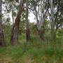 Whylandra Crossing, Dubbo