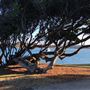 Cronulla