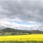 Canola Crops - Liverpool Plains farmland