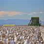 Cotton Fields - Narrabri Shire