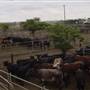 Dubbo Saleyards