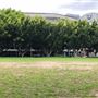 Pyrmont Bay Park