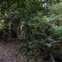 Cathedral of Ferns - Mount Wilson