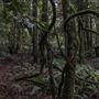 Cathedral of Ferns - Mount Wilson