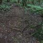 Cathedral of Ferns - Mount Wilson