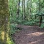 Cathedral of Ferns - Mount Wilson