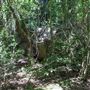 Minnamurra Rainforest Walk - Budderoo National Park