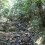 Minnamurra Rainforest Walk - Budderoo National Park