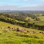 Coolamon Scenic Drive in the Byron Bay Hinterlands