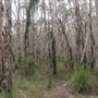Cudgen Creek