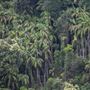 Minyon Falls - Nightcap National Park