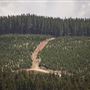 Jenolan State Forest - Logged Area