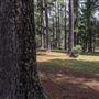 Jenolan State Forest