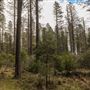Jenolan State Forest