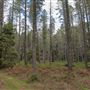 Jenolan State Forest