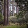 Jenolan State Forest