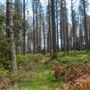 Jenolan State Forest