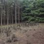 Dingo Road Arboretum - Vulcan State Forest