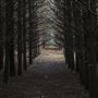 Dingo Road Arboretum - Vulcan State Forest