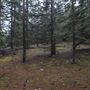 Dingo Road Arboretum - Vulcan State Forest