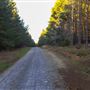 Dingo Road Arboretum - Vulcan State Forest