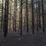 Dingo Road Arboretum - Vulcan State Forest