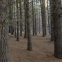 Dingo Road Arboretum - Vulcan State Forest