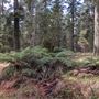 Jenolan State Forest - Ferns