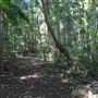 Ardeena - Jungle / Rainforest Private Property