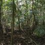 Ardeena - Jungle / Rainforest Private Property