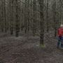 Douglas Fir Stand - Vulcan State Forest