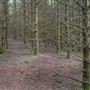 Douglas Fir Stand - Vulcan State Forest