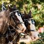 Fernbank Farm