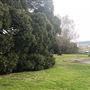 Mick Ryan Park - Big Fig Tree