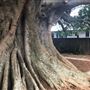Mick Ryan Park - Big Fig Tree