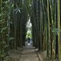 Crystal Castle - Bamboo Avenue