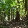 Glengariff Estate Rainforest