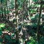 Glengariff Estate Rainforest