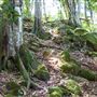 Glengariff Estate Rainforest
