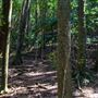 Glengariff Estate Rainforest