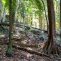 Glengariff Estate Rainforest
