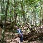 Glengariff Estate Rainforest