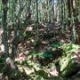 Glengariff Estate Rainforest