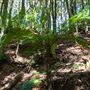 Glengariff Estate Rainforest